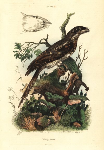 Podarge papou, Podargus papuensis - Unbekannt