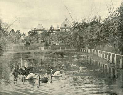Étang de papyrus, jardins botaniques de Brisbane, 1901 - Unbekannt