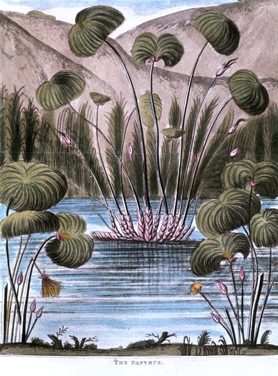 Papyrus Cyperus papyrus - Unbekannt