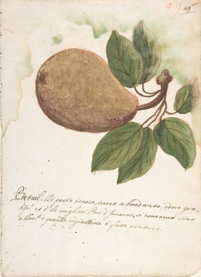 Poire, 18ème siècle - Unbekannt
