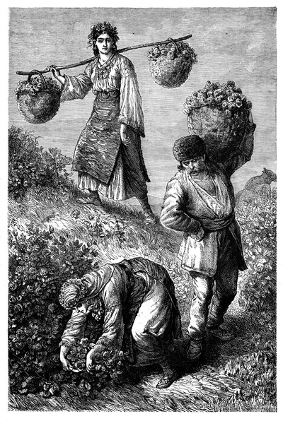 Paysans cueillant des roses en Roumélie, vers 1890 - Unbekannt