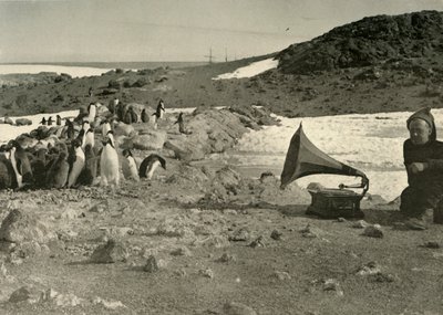 Les pingouins écoutant le gramophone pendant l