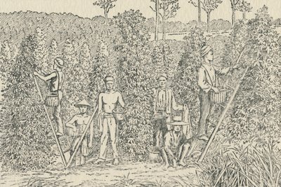 Plantation de poivre, 1924 - Unbekannt