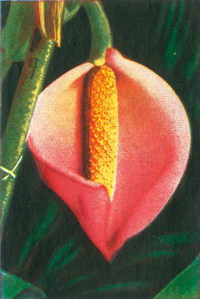Philodendron, vers 1928 - Unbekannt