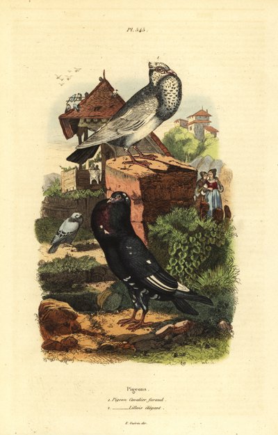 Pigeon Columba livia races : pigeon cavalier faraud, pigeon lillois élégant - Unbekannt