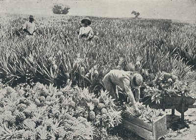 Plantation d