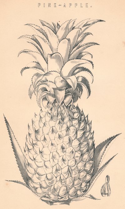Ananas, 19ème siècle - Unbekannt