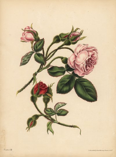 Boutons de rose mousseux roses et écarlates, Beauté, amour et poésie - Unbekannt