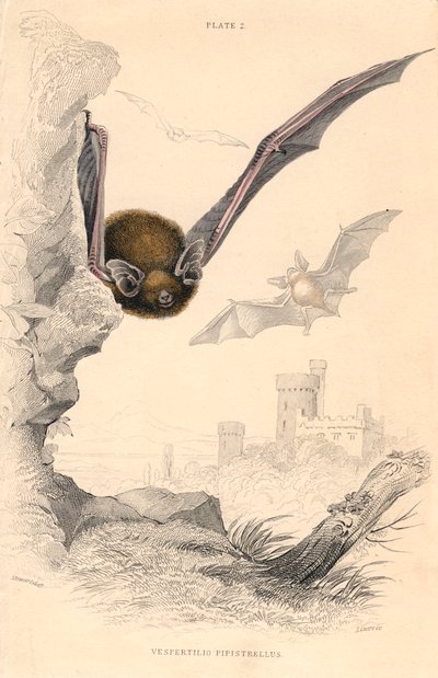 Pipistrelle Pipistrellus pipistrellus, 1828 - Unbekannt