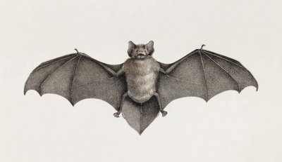 Pipitrelle chauve-souris, chauves-souris en Égypte - Unbekannt