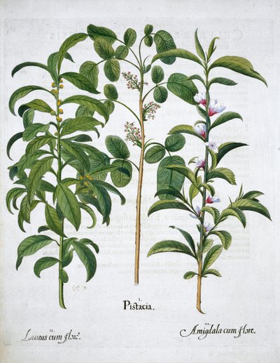 Pistache, Laurier noble et Amandier, 1613 - Unbekannt