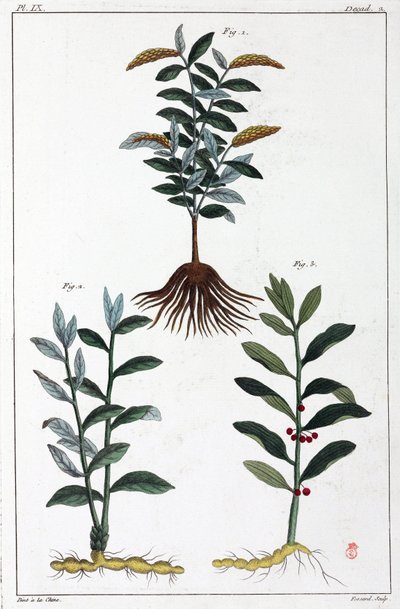 Plantes médicinales, Chine - Unbekannt
