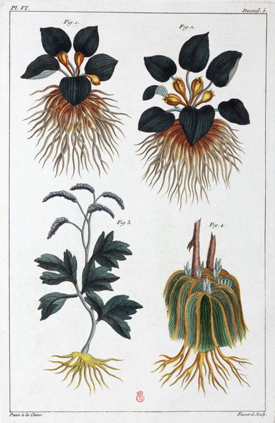 Plantes médicinales, Chine - Unbekannt