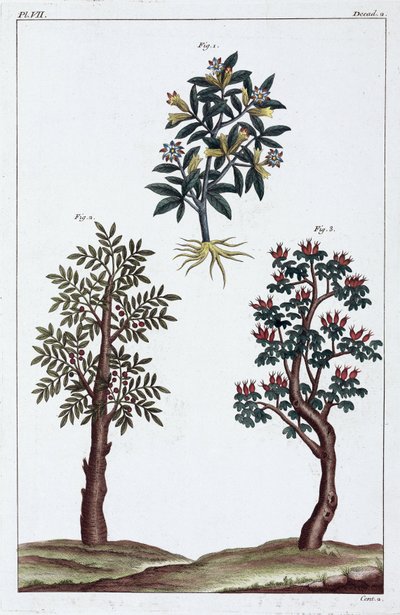 Plantes médicinales, Chine - Unbekannt