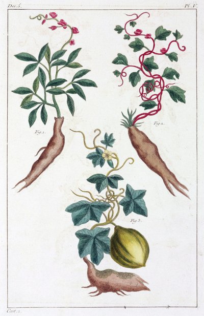 Plantes médicinales, Chine - Unbekannt