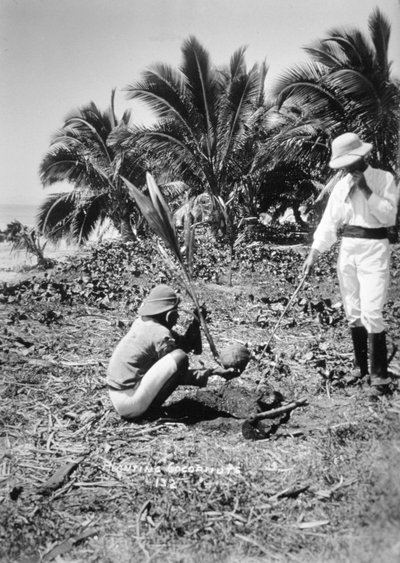 Plantation de cocotiers, Îles Salomon, Fidji - Unbekannt