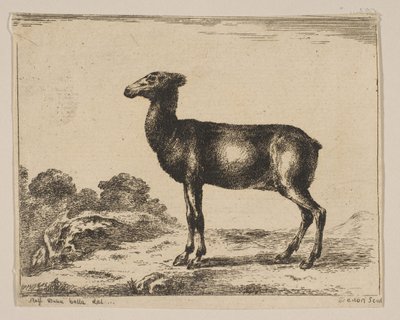 Planche 15 : biche, de Divers animaux - Unbekannt