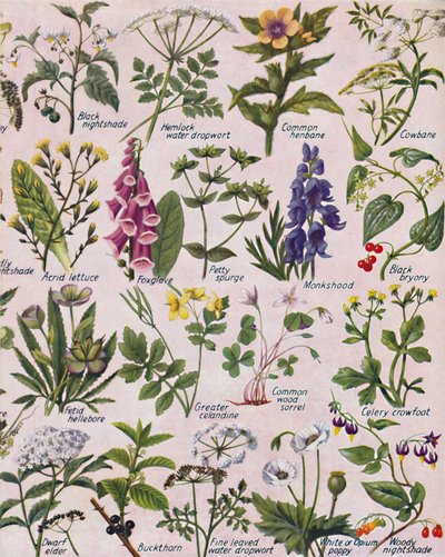 Plantes vénéneuses trouvées dans les îles britanniques, 1935 - Unbekannt