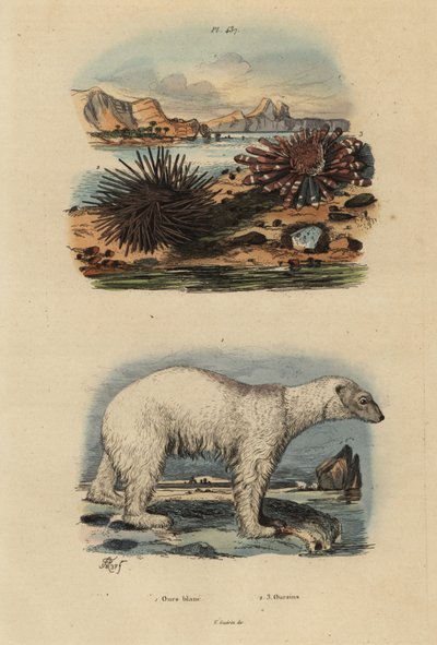 Ours polaire, Ursus maritimus 1, vulnérable, oursin comestible, Echinus esculentus 2 et oursin crayon rouge, Heterocentrotus mammillatus 3 - Unbekannt