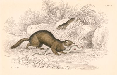 Putois Mustela putorius, membre de la famille des belettes, 1828 - Unbekannt