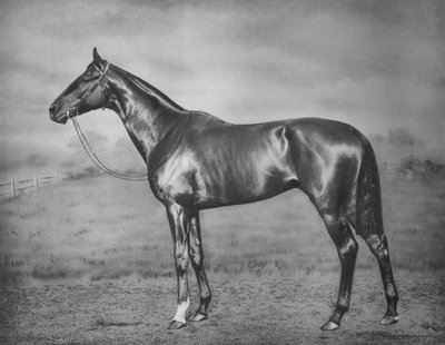 Polymelus, 1902-1924, 1911 - Unbekannt