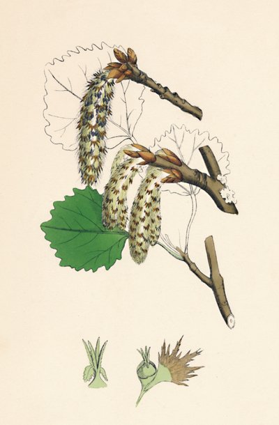 Populus tremula. Tremble, 19ème siècle - Unbekannt