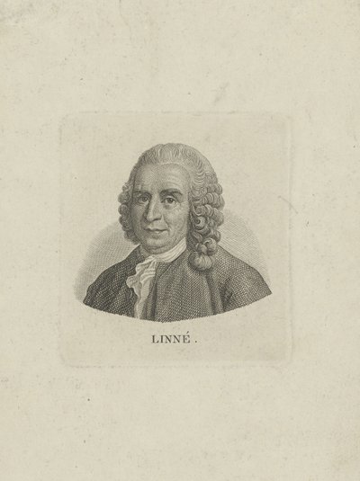 Portrait de Carl von Linné 1707-1778, vers 1780 - Unbekannt