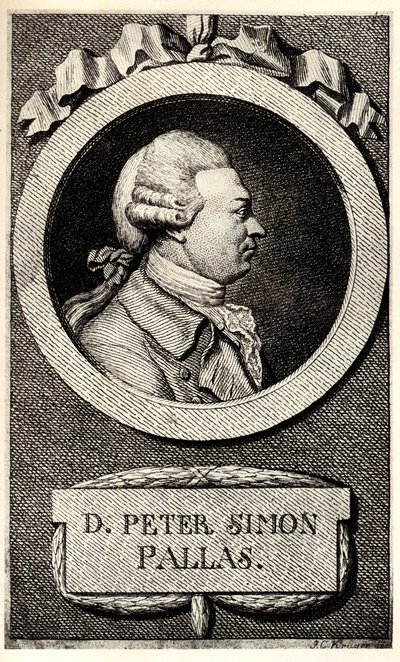 Portrait du zoologiste et botaniste Peter Simon Pallas 1741-1811, début du XIXe siècle - Unbekannt