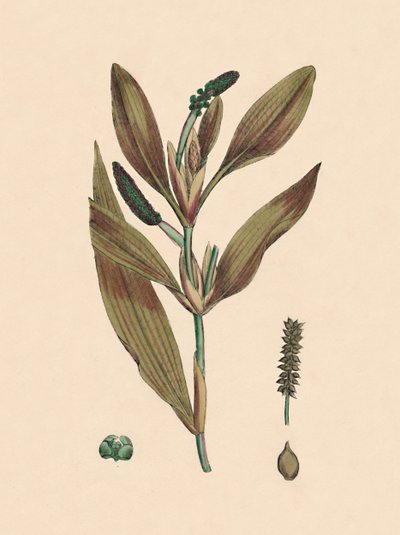 Potamogeton rufescens. Potamot rougeâtre, 19e siècle - Unbekannt