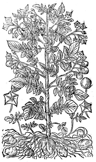 Pomme de terre, 1640 - Unbekannt