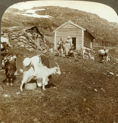 Jolies filles norvégiennes gardant des vaches et des chèvres sur les montagnes de Haukeli, Norvège, vers 1905 - Unbekannt