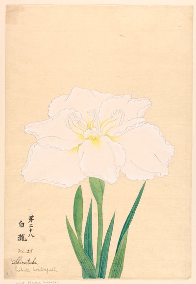 Gravure, La cascade blanche (Shirataki), No. 28 - Unbekannt
