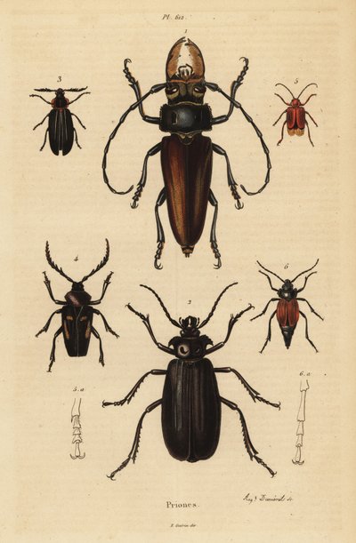 Psalidognathus friendii 1, Madre de la Culebra, Acanthinodera cumingii 2, Allocerus dilaticorne 3, Callipogos barbatus 4, Anacolus sanguineus 5 et Prionus flavipennis 6 - Unbekannt