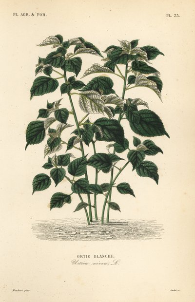 Ramie ou herbe de Chine - Unbekannt