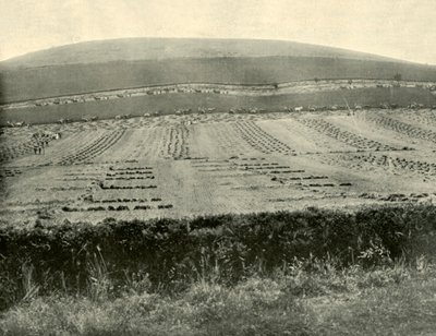 Concours de moissonneuses-lieuses, Mount Blowhard, près de Ballarat, 1901 - Unbekannt