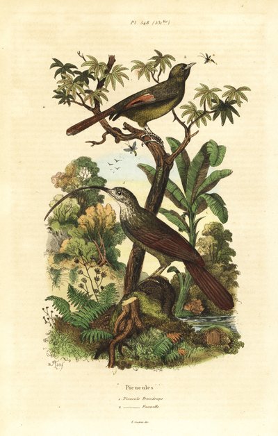 Scie-bec à bec rouge, Campylorhamphus trochilirostris et grimpar olive, Sittasomus griseicapillus - Unbekannt