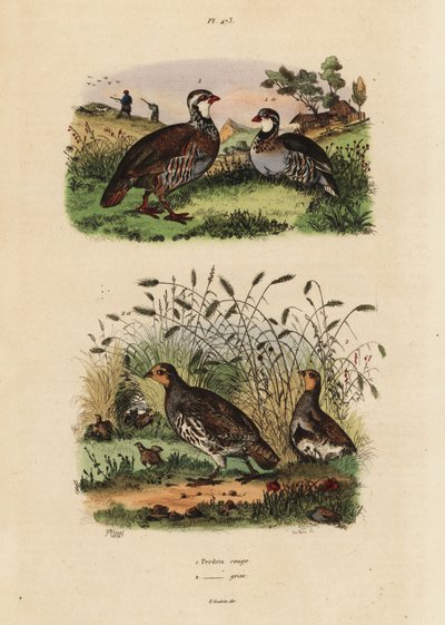 Perdrix rouge, Lectures rufa, et perdrix grise, Perdix perdix - Unbekannt