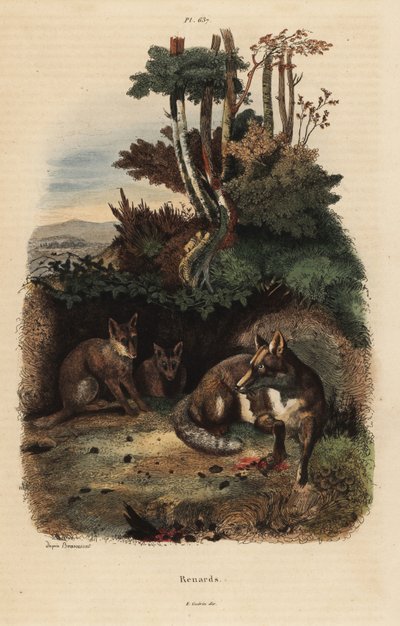 Renards roux, Vulpes vulpes, devant un terrier - Unbekannt