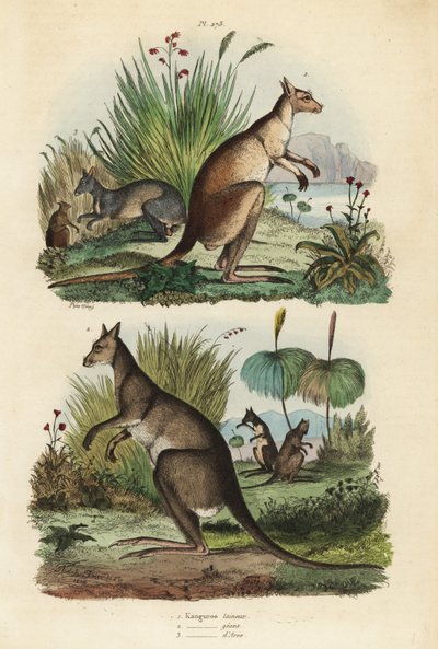 Kangourou roux, Macropus rufus 1, kangourou gris de l