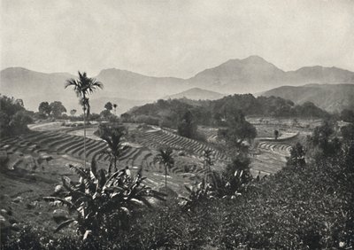 Rizières en terrasses, 1926 - Unbekannt