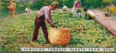 Enlèvement des plants de tabac du lit, 1926 - Unbekannt