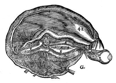 Diagramme de René Descartes du cerveau humain et de l