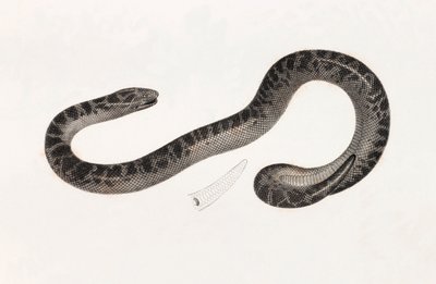 Reptiles : un serpent du Delta - Unbekannt