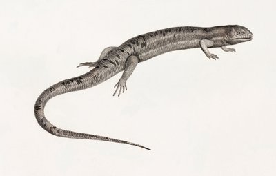 Reptiles : Anoles géants - Unbekannt