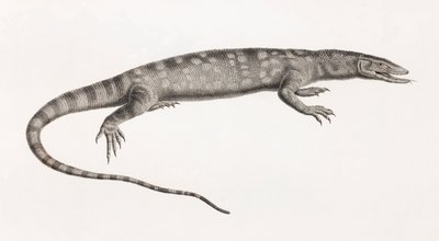 Reptiles : Ouaran de Forskal - Unbekannt