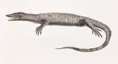 Reptiles : Tupinambis du Nil - Unbekannt