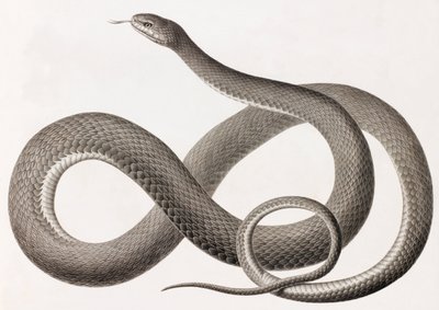 Reptiles : gros plan d