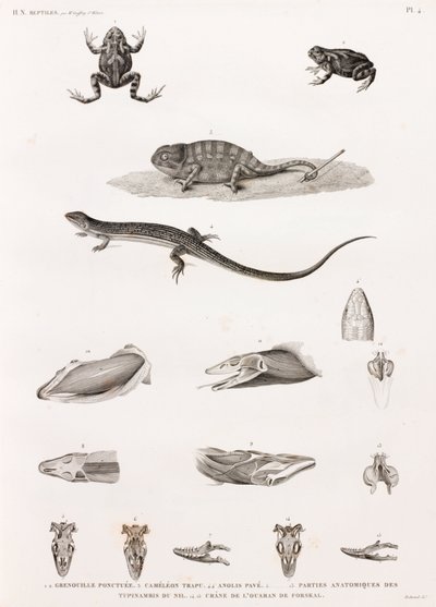 Reptiles : série d