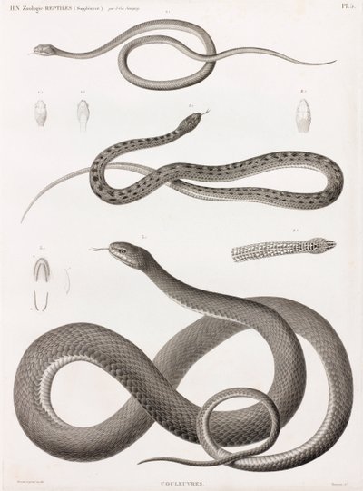 Reptiles : série d