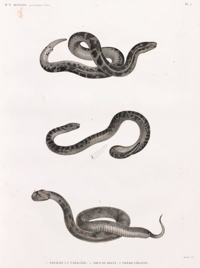 Reptiles : serpents - Unbekannt